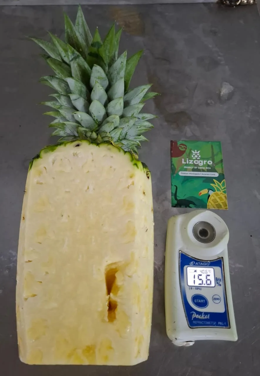 Medición de grados Brix